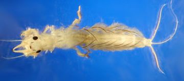 Polymitaryidae